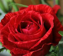 ALT="Valentine's red rose flower bouquet at Los Angeles Flower District California Flower Mall"